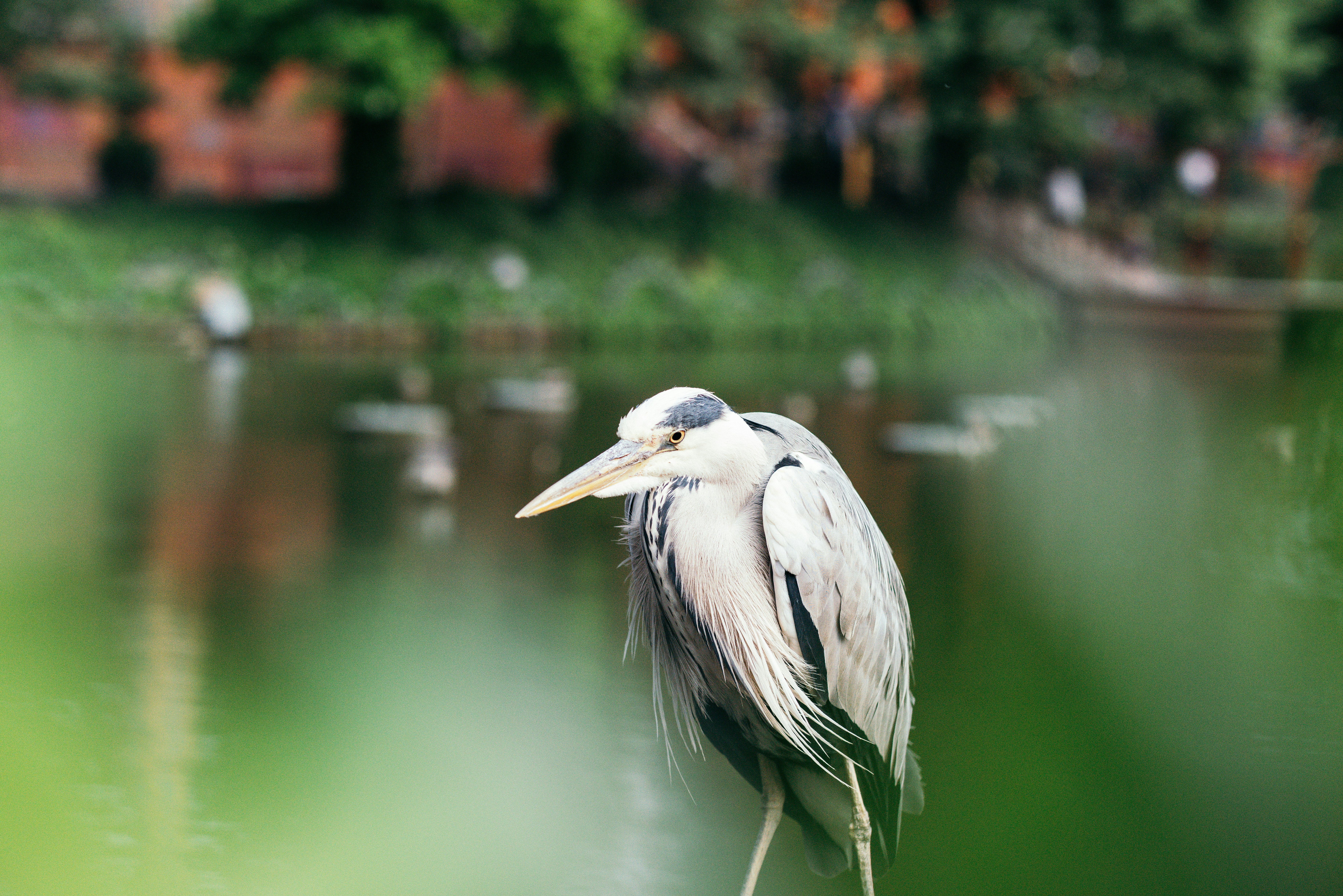 red and white bird near body of water